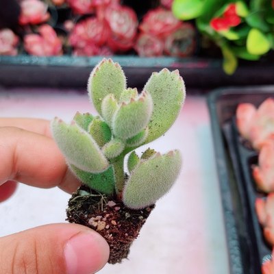小绿熊3厘米左右   满9.9元包邮多肉植物