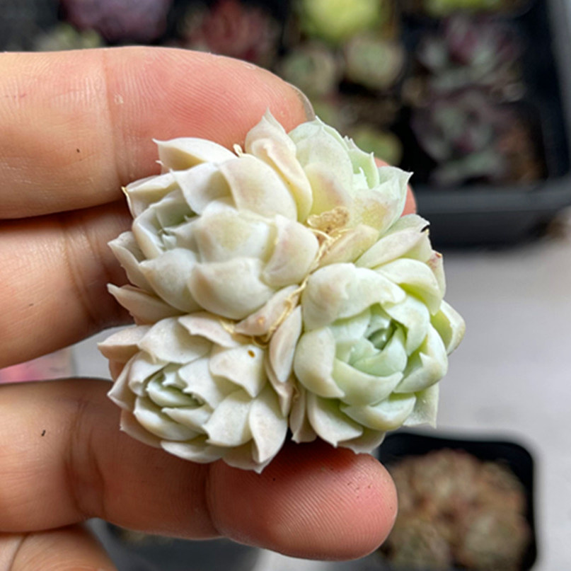 群白月影4厘米左右满9.9元包邮多肉植物