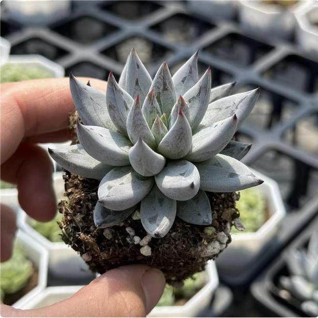 带盆魔爪4厘米左右满9.9元包邮多肉植物,鲜花速递/花卉仿真/绿植园艺,多肉植物,淘宝优惠券,粉丝福利购,淘宝优惠卷