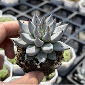 带盆魔爪4厘米左右满9.9元 包邮 多肉植物