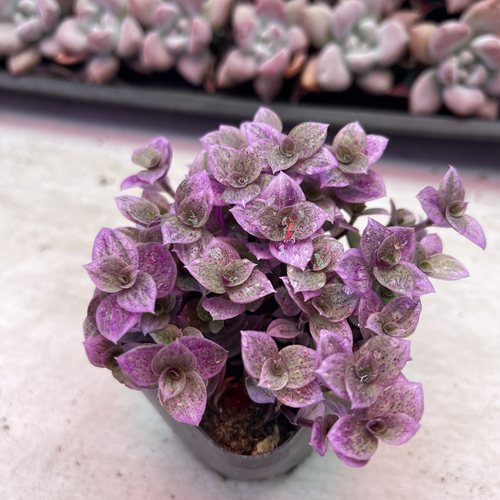 带盆胭脂云 满9.9元包邮多肉植物