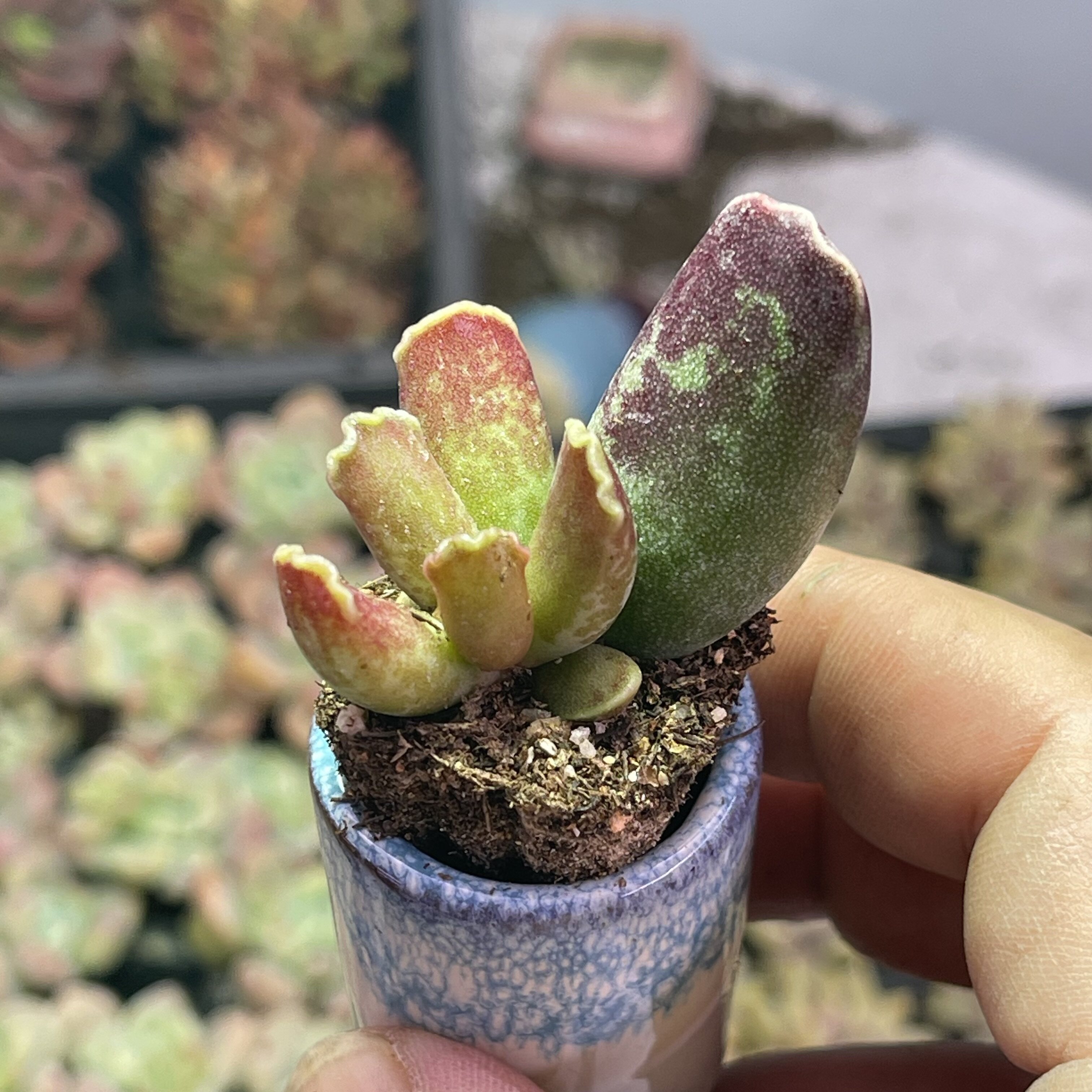 小库博水泡2.5厘米左右满9.多肉植物