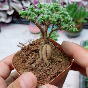 带盆姬红小松满9.9元包邮多肉植物