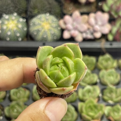 小冰城3厘米左右多肉植物满9.9元包邮