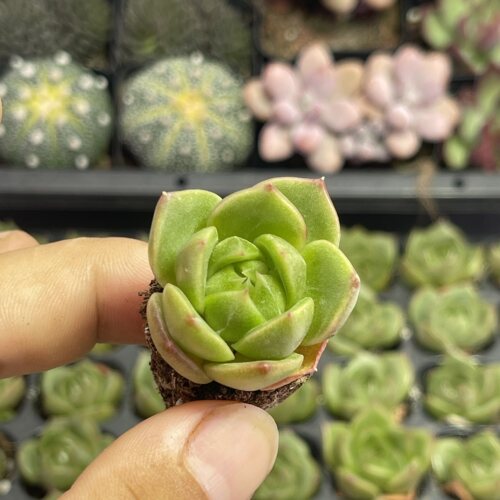 小冰城3厘米左右多肉植物满9.9元包邮