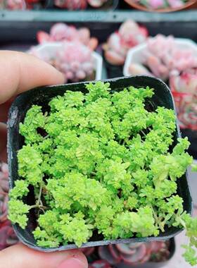 带盆黄金草满9.9元包邮多肉植物