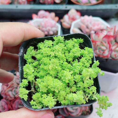 带盆黄金草满9.9元包邮多肉植物