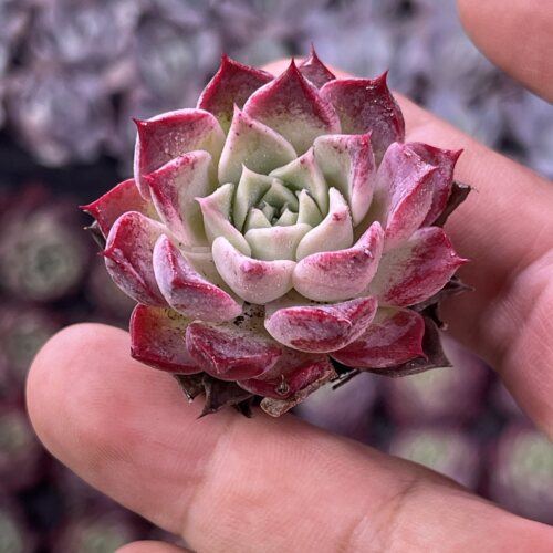 小腮红3厘米左右满9.9元包邮多肉植物