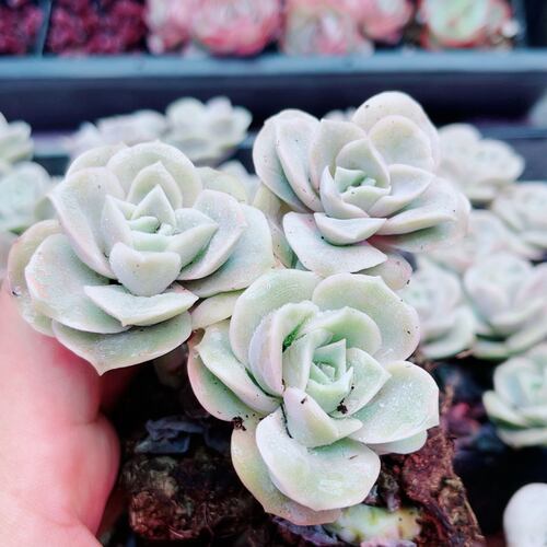 1颗可爱玫瑰3厘米左右满9.9元包邮多肉植物