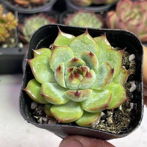 带盆吉娃娃5厘米左右   满9.9元包邮多肉植物