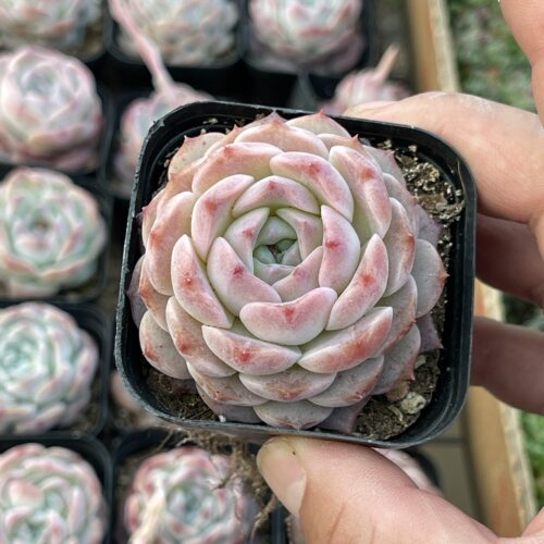 带盆冰魄5厘米左右满9.9元包邮多肉植物