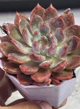 带盆霜花5厘米左右满9.9元包邮多肉植物