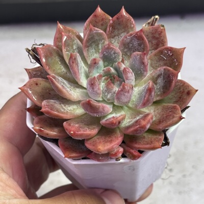 带盆霜花5厘米左右满9.9元包邮多肉植物