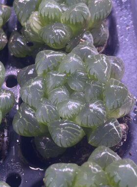 小冰灯3厘米左右满9.9元包邮多肉植物