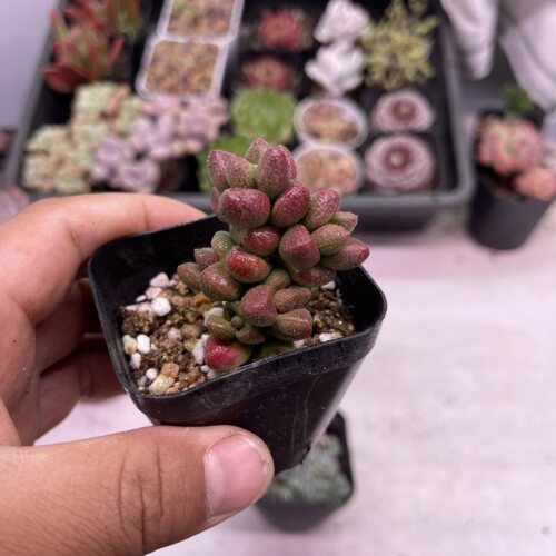 脱土寿桃4厘米左右满9.9元包邮多肉植物