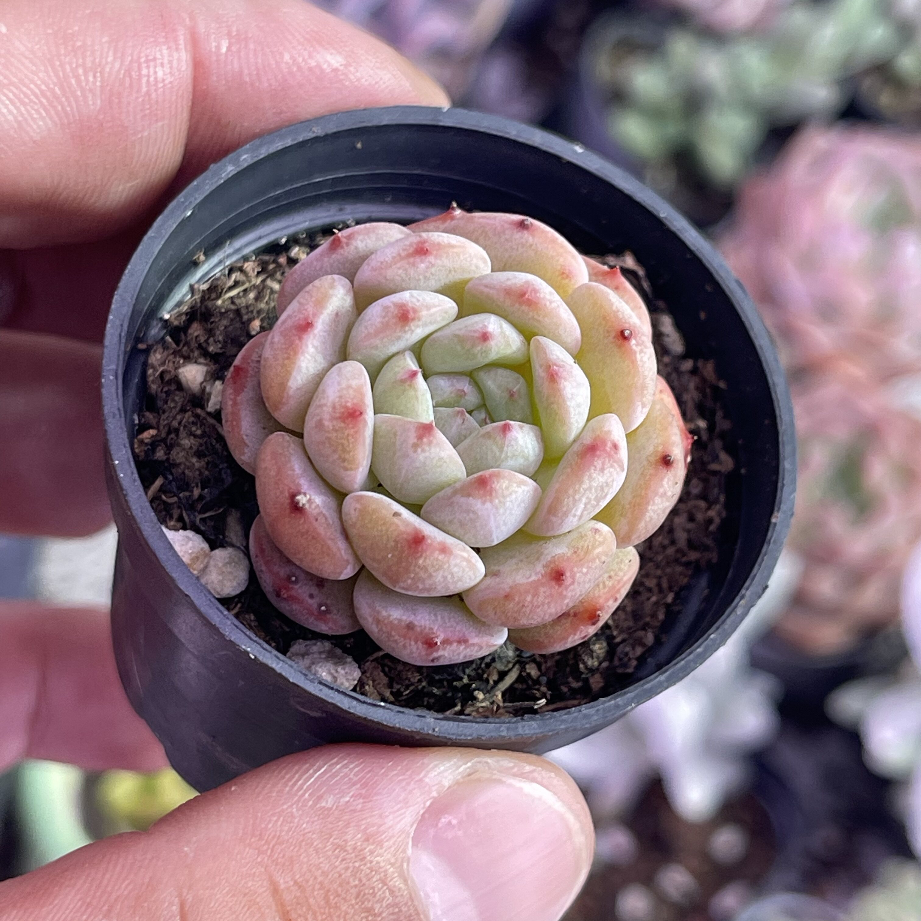 圆盆小白胖子3厘米左右满9.9元包邮多肉植物