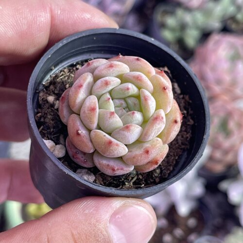 圆盆小白胖子3厘米左右满9.9元包邮多肉植物