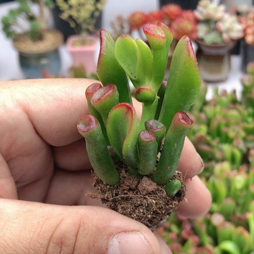 一颗吸财树 满9.9元包邮多肉植物