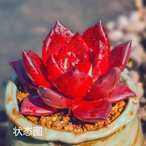 小罗兵3厘米左右满9.9元包邮多肉植物