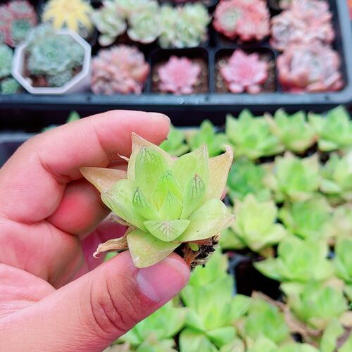 小黄金凝脂菊2.5厘米左右满9.9元包邮多肉植物