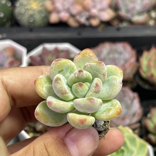 小劳尔3厘米左右满9.9元包邮多肉植物