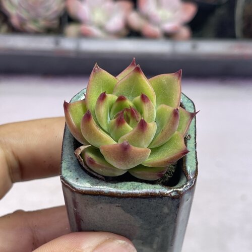 小蓝龙3厘米左右满9.9元包邮多肉植物