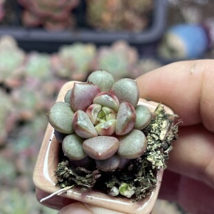 小紫葡萄2.5厘米左右满9.9元 多肉植物 包邮