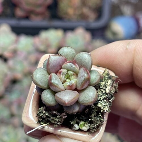 小紫葡萄2.5厘米左右满9.9元包邮多肉植物