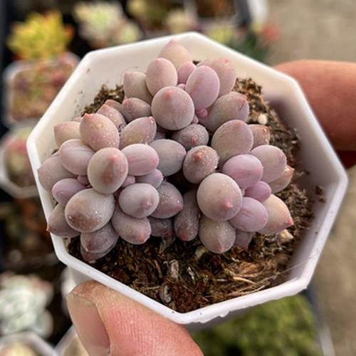 带盆婴儿手指  4厘米左右满9.9元包邮多肉植物