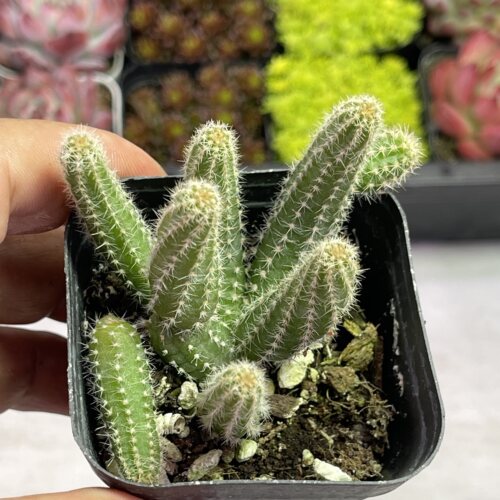 带盆毛毛虫仙人掌会散满9.9元包邮多肉植物