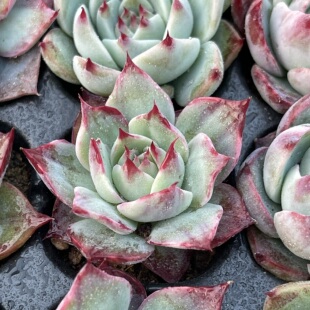 返祖惊鸿仙子4厘米左右满9.9元 多肉植物 包邮