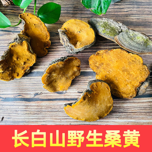 正品长白山深山桑树桑黄