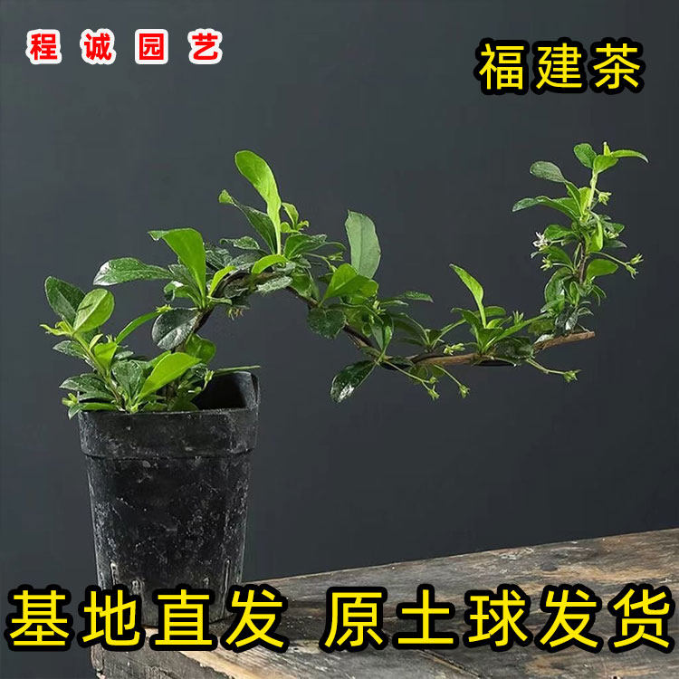 福建茶苗小叶造型盆栽微景观四季常青绿植耐高温耐阴基及树猫仔树