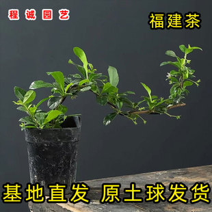 福建茶苗小叶造型盆栽微景观四季常青绿植耐高温耐阴基及树猫仔树