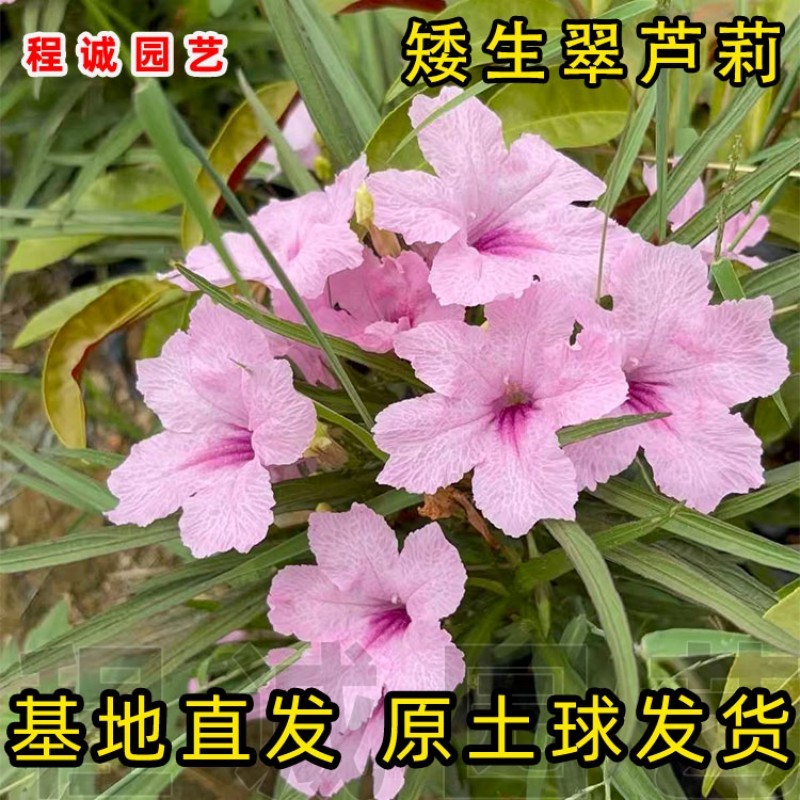 矮生翠芦莉花苗四季开耐旱净化