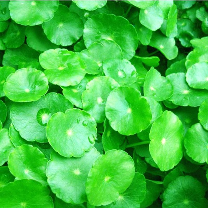 包邮水培植物铜钱草办公室桌面盆栽金钱草花卉室内水养绿植保成活