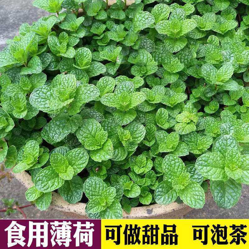 可食用薄荷盆栽四季好养室内桌面土水培花卉绿植香薄荷叶绿植盆景
