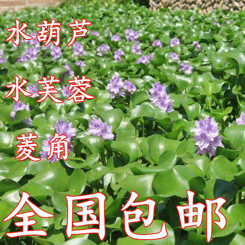 水芙蓉水葫芦浮萍水草菱角种子苗养鱼龟虾缸微造景观水培水生植物