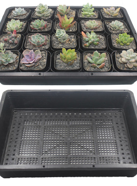 多肉植物育苗平盘塑料加厚黑色育苗框长方形网格透气方便搬运摆放