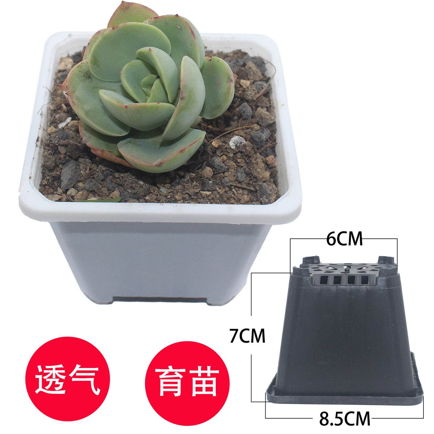 韩款正方形透气育苗花盆多肉盆景小方盆单头老桩盆塑料花盆简约款