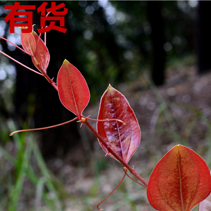 菝葜金刚刺金刚藤乌鱼刺铁菱角马加勒山归来四季盆栽种植草药材苗