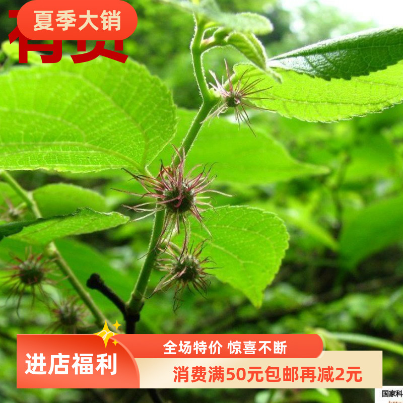 小构树桑科构树荨麻目槠金缕梅亚纲 饲料造纸药用家庭盆栽苗