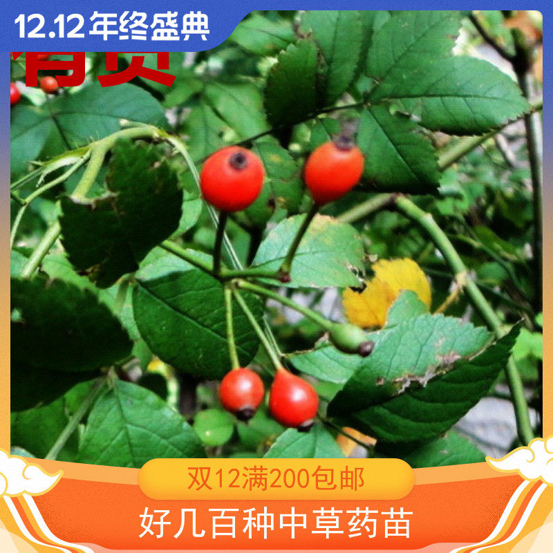 山木香 红茨藤结茧小刺花荆刺叶五甲莲七姐妹鱼杆子青刺等草药苗