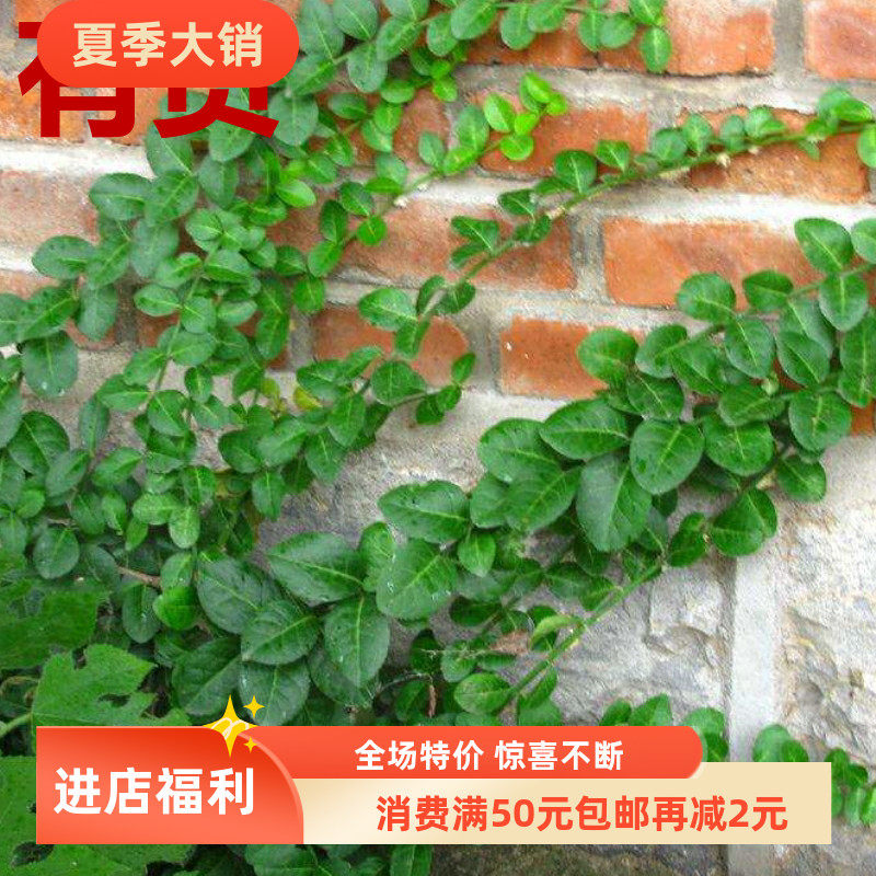 扶芳藤岩青藤万年青千斤藤白对叶肾白络土杜仲藤爬墙虎四季草药苗