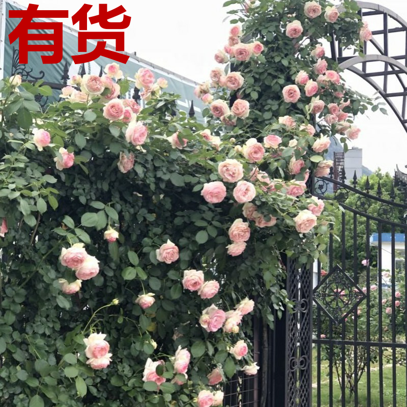 野蔷薇 蔷蘼 刺玫 满堂红 白残花 蔷薇花 多花蔷薇花卉百科图片 培育种植 饲养繁殖 Sbike