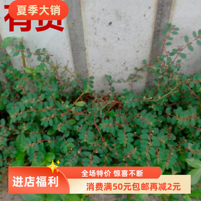 地锦草血见愁红丝草奶浆草地联猢狲头草奶汁草铺地锦红莲草草药苗