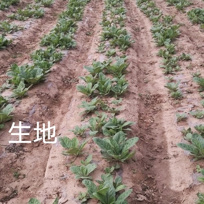 生地 生地黄芐怀庆地黄小鸡喝酒地髓中草药种植苗药材苗一棵苗