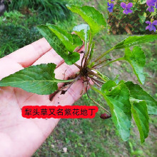 犁头草 紫花地丁紫金锁犁头尖三角草迷你小植物花弅中草药苗