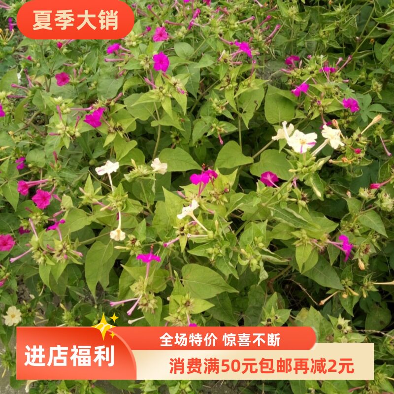 紫茉莉 草茉莉烧汤花茉花胭脂花夜晚花潮来花夜娇娇洗澡花药苗