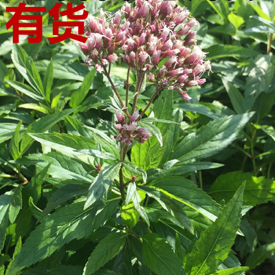 佩兰鸡骨香水香都梁香伤力草兰草香草失力草升麻阳台四季中草药苗